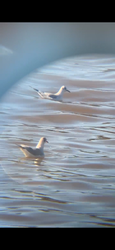 Black-headed Gull