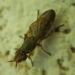 Dorycera graminum