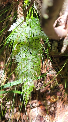 Hymenophyllum demissum observed 2026-10-21