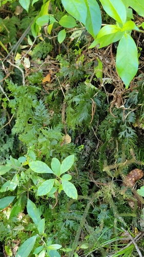 Hymenophyllum dilatatum observed 2026-10-21