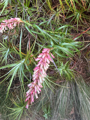Dracophyllum secundum observed 2026-10-20