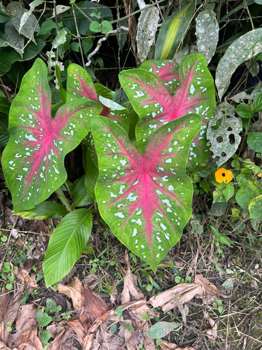 Caladium bicolor observed 2026-10-18