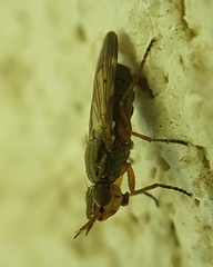 Dorycera graminum