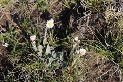 Helichrysum albo-brunneum