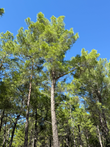 Pinus brutia observed 2026-10-21