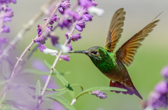 Saucerottia beryllina