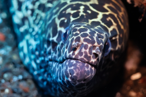 Gymnothorax favagineus observed 2026-10-15