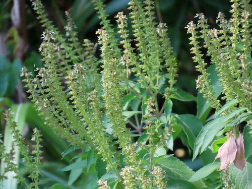 Ocimum gratissimum observed 2026-10-11