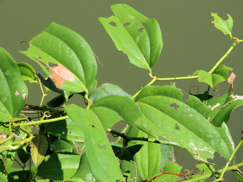 Smilax bracteata observed 2026-10-11