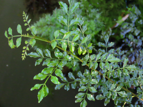 Fraxinus griffithii observed 2026-10-11
