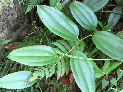 Smilax bracteata observed 2026-10-11