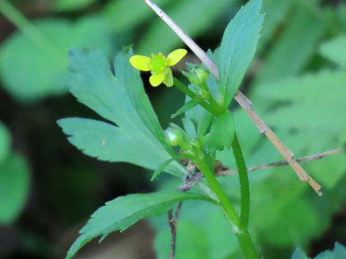 Ranunculus cantoniensis observed 2026-10-11