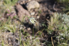 Gladiolus longicollis longicollis