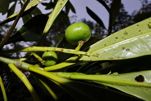 Oncotheca balansae in life