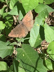 Erynnini