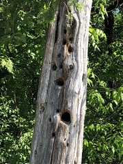 Colaptes