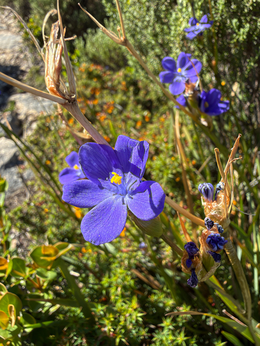 Orthrosanthus multiflorus, 2026-10-21