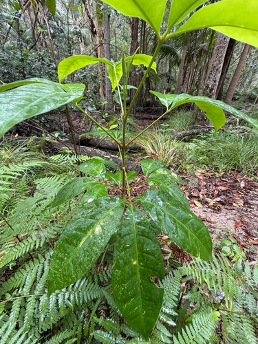 Melicope elleryana observed 2026-10-21