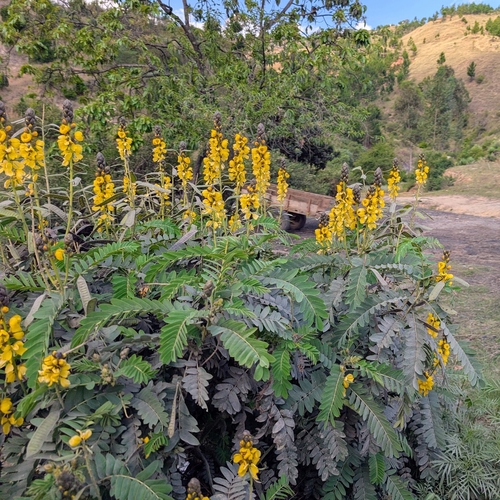 Senna didymobotrya observed 2026-10-19