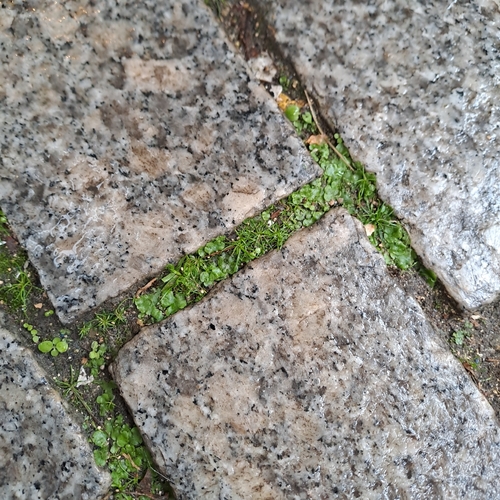 Crescent-cup liverwort