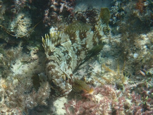 Epinephelus rivulatus observed 2026-09-03
