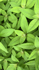 Lysimachia clethroides