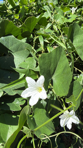 Coccinia grandis observed 2026-10-21