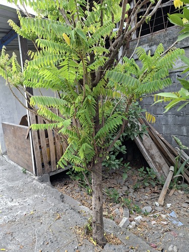Averrhoa bilimbi observed 2026-10-20
