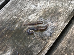 Erpobdella octoculata