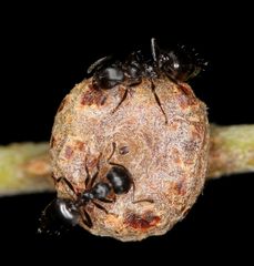 Crematogaster monticola