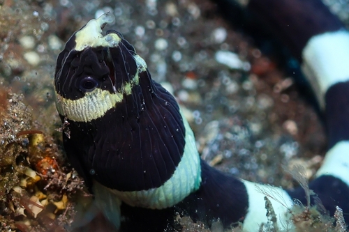 Myrichthys colubrinus observed 2026-10-14