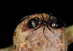 Crematogaster monticola