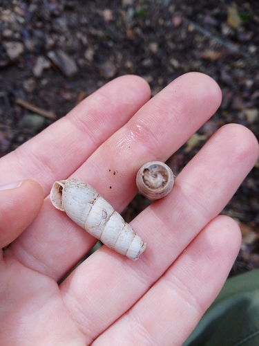 Decollate Snail