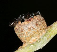 Crematogaster monticola