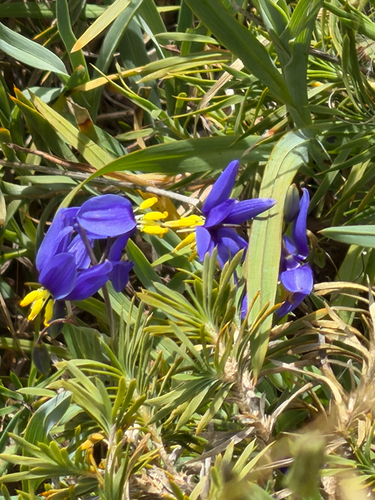 Stypandra glauca observed 2026-10-21