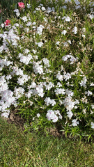 Phlox subulata