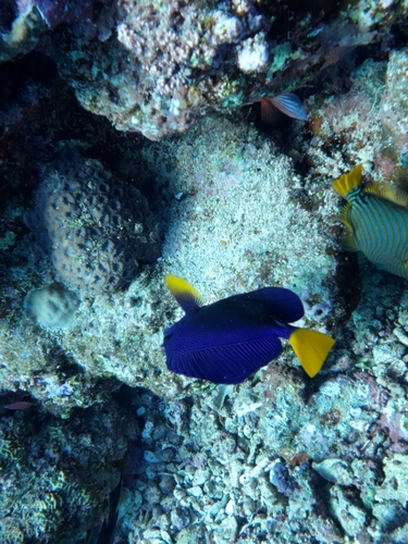 Zebrasoma xanthurum observed 2026-10-21