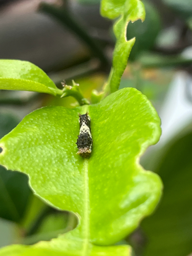 Papilio demoleus