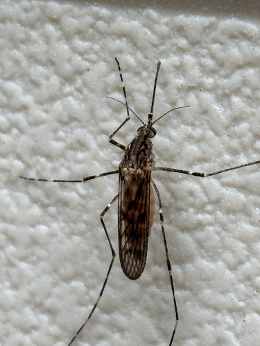 Banded house mosquito