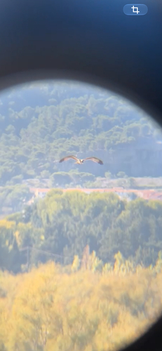 Osprey