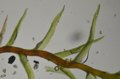 Dicranella rufescens