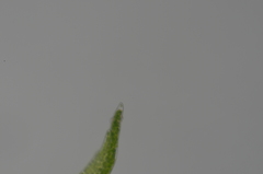 Dicranella rufescens