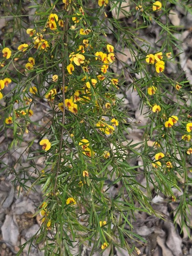 Bossiaea linophylla, 2026-10-21