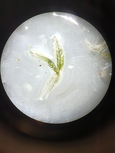 Sphagnum palustre observed 2026-10-21