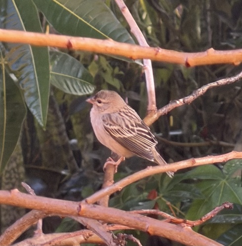 iNaturalist image