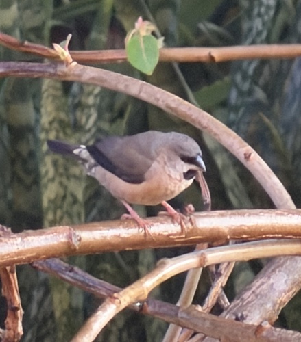 iNaturalist image
