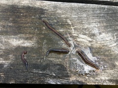 Erpobdella octoculata