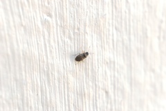 Hyalochilus ovatulus