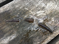 Erpobdella octoculata