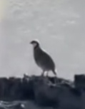 Chukar